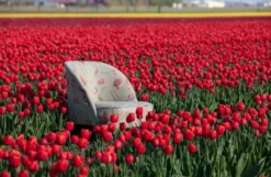 BePureHome Vogue Fauteuil Fluweel Poppy Grijs -Beste Meubelcollectie Winkel x886x886 bepurehome vogue fauteuil40.jpg.pagespeed.ic .Bq6mx0nCOK