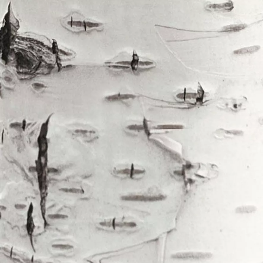 KEK Amsterdam Home Tree 3 Muursticker 3 KEK Amsterdam Home Tree 3 Muursticker - Afbeelding 3