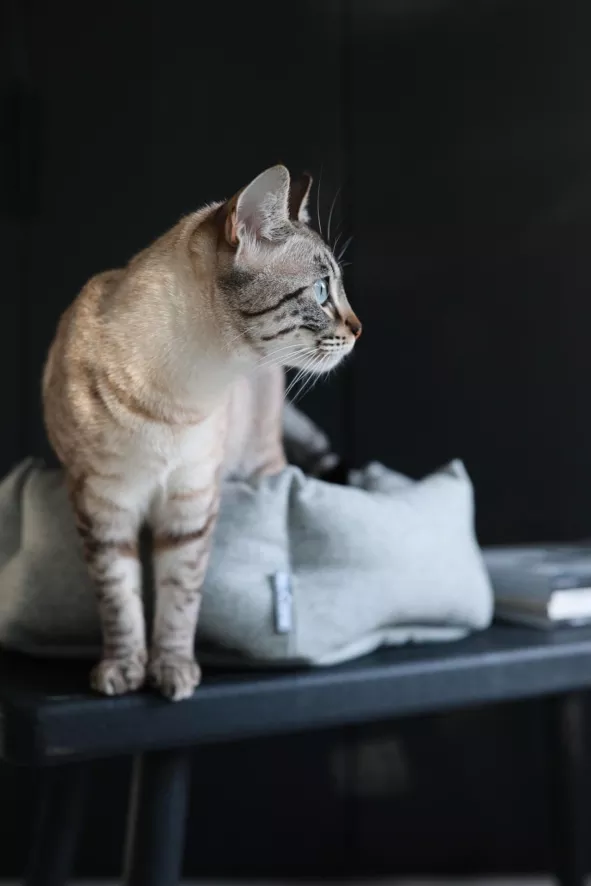 MiaCara Calma Kattenmand Ø45 Donkergrijs 5 MiaCara Calma Kattenmand Ø45 Donkergrijs - Afbeelding 5