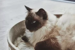 MiaCara Cesto Kattenmand 46 Beton 15 MiaCara Cesto Kattenmand 46 Beton -Beste Meubelcollectie Winkel x886x886 miacara cesto kattenmand16.jpg.pagespeed.ic . iFyfqs9vQ