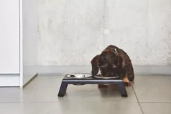 MiaCara Desco Hondenvoerbak Medium Aluminium Zwart 18 MiaCara Desco Hondenvoerbak Medium Aluminium Zwart -Beste Meubelcollectie Winkel x886x886 miacara desco hondenvoerbak medium22.jpg.pagespeed.ic .fb36z3ar8a 2