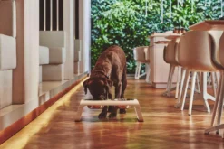 MiaCara Desco Hondenvoerbak Medium Walnoot 24 MiaCara Desco Hondenvoerbak Medium Walnoot -Beste Meubelcollectie Winkel x886x886 miacara desco hondenvoerbak medium29.jpg.pagespeed.ic .qqG YeMHRM 1