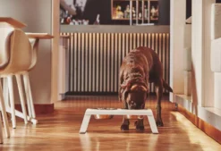 MiaCara Desco Hondenvoerbak Medium Walnoot 29 MiaCara Desco Hondenvoerbak Medium Walnoot -Beste Meubelcollectie Winkel x886x886 miacara desco hondenvoerbak medium33.jpg.pagespeed.ic .TDHbqON8WS 1