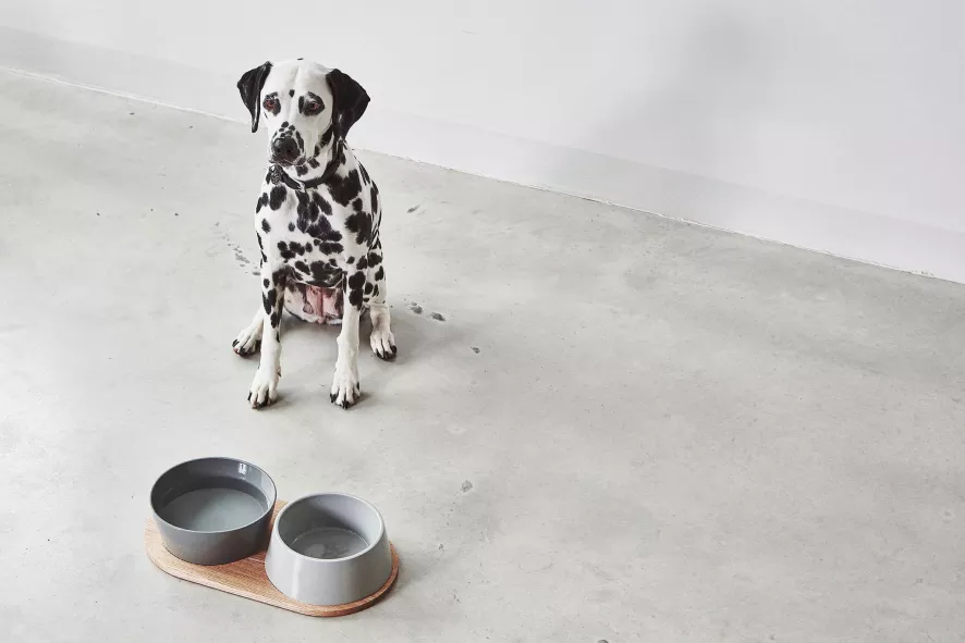 MiaCara Doppio Hondenvoerbak Small Beton 3 MiaCara Doppio Hondenvoerbak Small Beton - Afbeelding 3