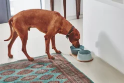 MiaCara Doppio Hondenvoerbak Medium Beton 16 MiaCara Doppio Hondenvoerbak Medium Beton -Beste Meubelcollectie Winkel x886x886 miacara doppio hondenvoerbak met blad small3.jpg.pagespeed.ic .s6lMs3l lx