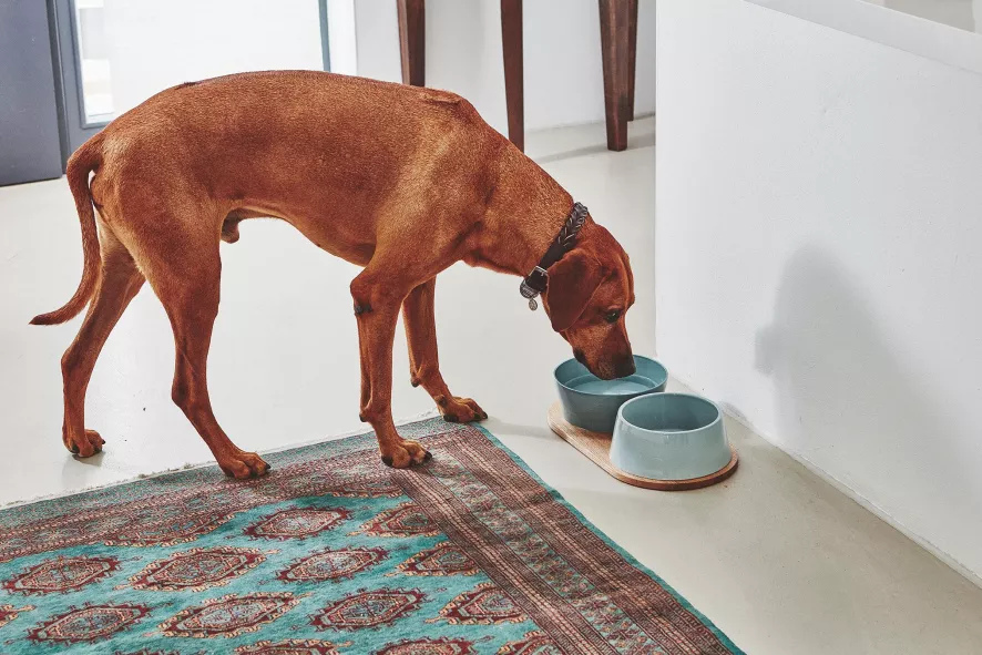 MiaCara Doppio Hondenvoerbak Medium Beton 5 MiaCara Doppio Hondenvoerbak Medium Beton - Afbeelding 5