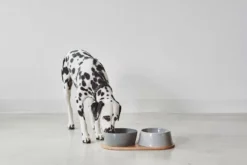 MiaCara Doppio Hondenvoerbak Small Beton 16 MiaCara Doppio Hondenvoerbak Small Beton -Beste Meubelcollectie Winkel x886x886 miacara doppio hondenvoerbak met blad small4.jpg.pagespeed.ic .k5EHvUDsAI 1