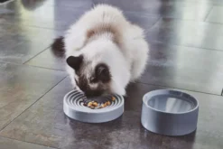 MiaCara Piatto Kattenvoerbak Ø16 Berry 10 MiaCara Piatto Kattenvoerbak Ø16 Berry -Beste Meubelcollectie Winkel x886x886 miacara fresco kattenvoerbak11.jpg.pagespeed.ic .bKzc2GDKN 1 1