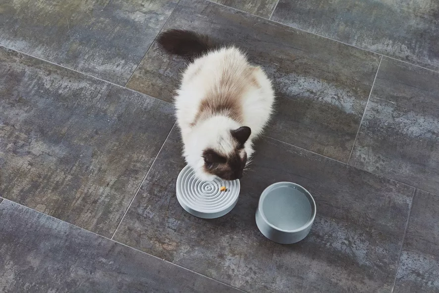 MiaCara Piatto Kattenvoerbak Ø16 Berry 7 MiaCara Piatto Kattenvoerbak Ø16 Berry - Afbeelding 7