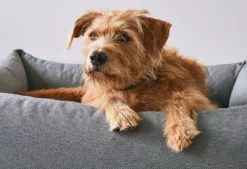 MiaCara Mare Hondenmand Small Kelp -Beste Meubelcollectie Winkel x886x886 miacara mare hondenmand small3.jpg.pagespeed.ic .WhmckH0NGt 2