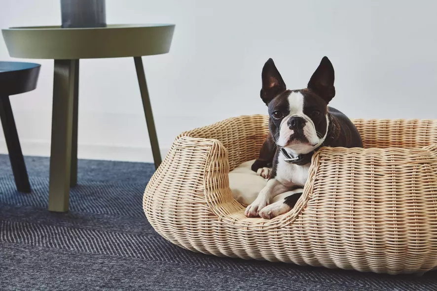 MiaCara Mio Hondenmand Small Hemp 9 MiaCara Mio Hondenmand Small Hemp - Afbeelding 9