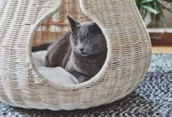 MiaCara Perla Kattenmand Ø55.6 Antraciet 13 MiaCara Perla Kattenmand Ø55.6 Antraciet -Beste Meubelcollectie Winkel x886x886 miacara perla kattenmand2.jpg.pagespeed.ic .Pbb1wZoTLK 1