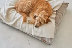 MiaCara Velluto Hondenkussen Large Sage -Beste Meubelcollectie Winkel x886x886 miacara velluto hondenkussen large1.jpg.pagespeed.ic .grdU4YVL2l