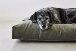 MiaCara Velluto Hondenkussen Large Sage -Beste Meubelcollectie Winkel x886x886 miacara velluto hondenkussen large4.jpg.pagespeed.ic .eNEPec7q3Q