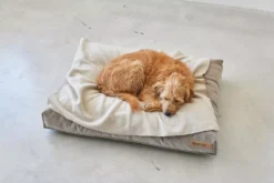 MiaCara Velluto Hondenkussen Large Sage -Beste Meubelcollectie Winkel x886x886 miacara velluto hondenkussen large7.jpg.pagespeed.ic .j82ewdixs9