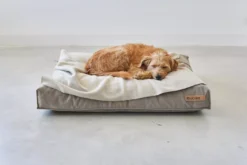 MiaCara Velluto Hondenkussen Large Sage -Beste Meubelcollectie Winkel x886x886 miacara velluto hondenkussen large8.jpg.pagespeed.ic .Upj1Ozflgz