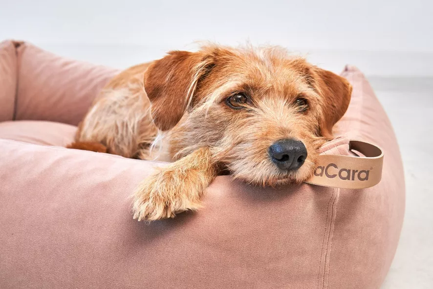 MiaCara Velluto Hondenmand Large Greige 4 MiaCara Velluto Hondenmand Large Greige - Afbeelding 4