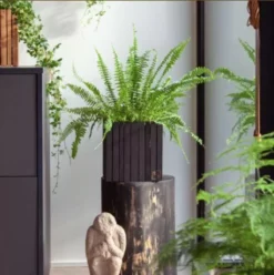 Squarely Copenhagen GrowON Plantenbak Incl Waterreservoir 22x22 Naturel Essen -Beste Meubelcollectie Winkel x886x886 squarely growon plantenbak incl waterreservoir 22x22.JPG.pagespeed.ic .Vfhk5rfYHX