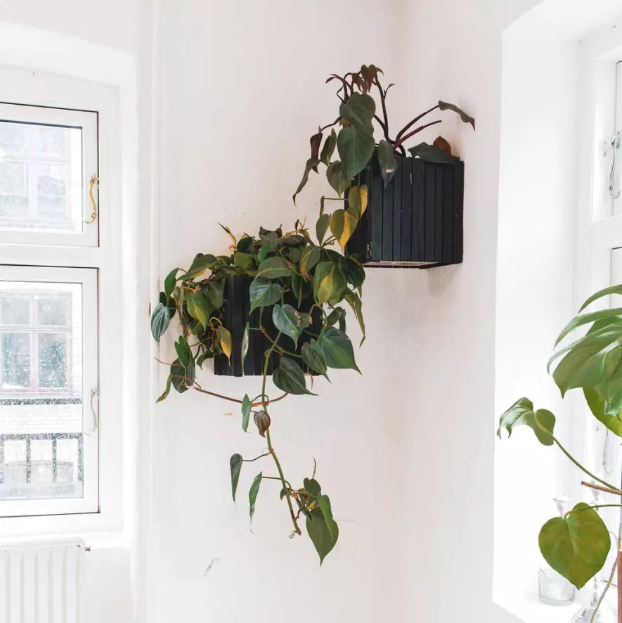Squarely Copenhagen GrowON Wall Hangende Plantenbak Incl Reservoir 22x22 Dark Oak 2 Squarely Copenhagen GrowON Wall Hangende Plantenbak Incl Reservoir 22x22 Dark Oak - Afbeelding 2