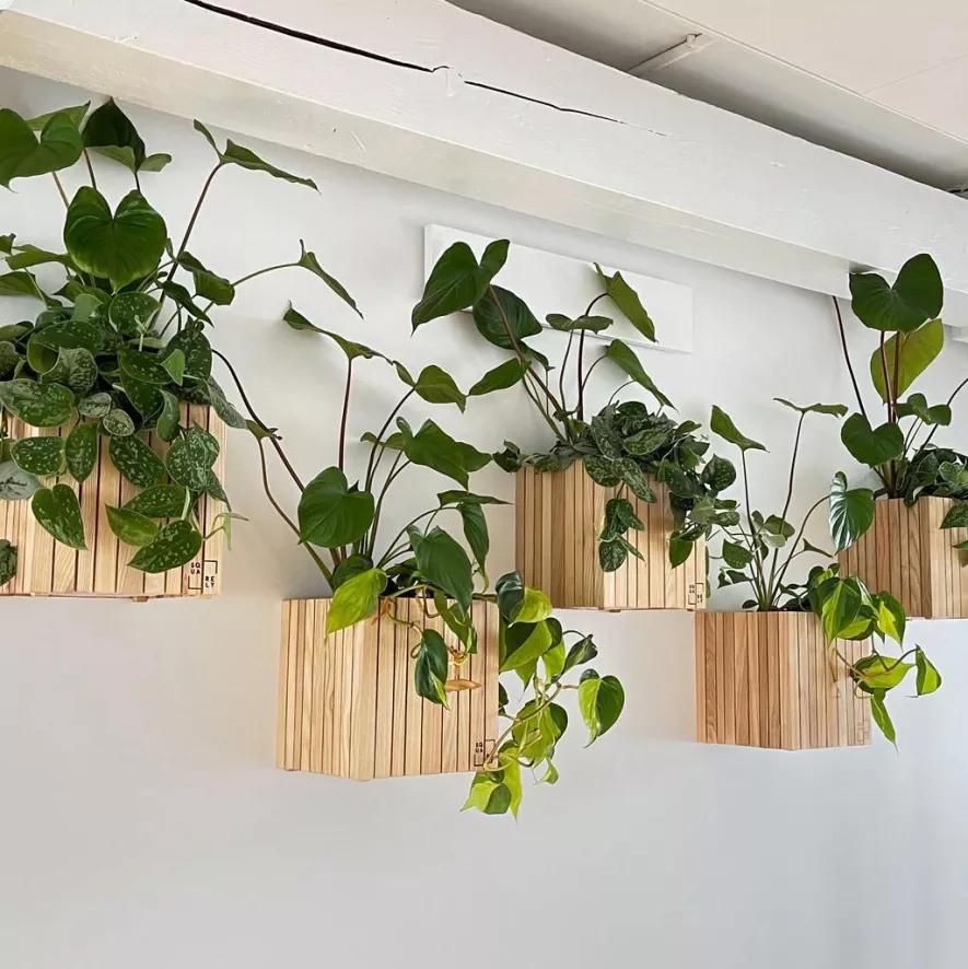 Squarely Copenhagen GrowON Wall Hangende Plantenbak Incl Reservoir 22x22 Dark Oak 6 Squarely Copenhagen GrowON Wall Hangende Plantenbak Incl Reservoir 22x22 Dark Oak - Afbeelding 6
