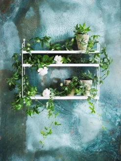 String Furniture Pocket Wandkast Sage -Beste Meubelcollectie Winkel x886x886 string pocket wandkast sfeer 9.jpg.pagespeed.ic .DQS7x4VEmD 1